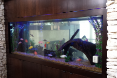 Aquarium-in-Office