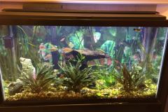 Fish-tank-with-lots-of-plants