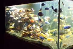 Large-Fish-Aquarium