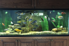 fish-tank2