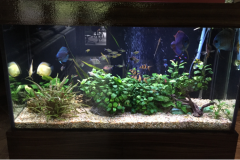 fishtank