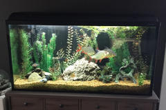 simple-fish-tank-in-home