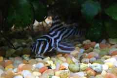 Close-up-of-Vibrant-Black-and-white-stripped-fish