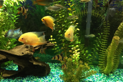 Yellow-fish-in-tank