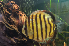 beautiful-yellow-stripped-fish