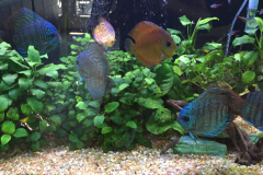 big-colorful-fish-in-aquarium