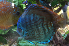 blue-and-orange-fish