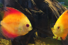 two-yellow-fish